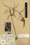 F. verticillata ecirrhosa type